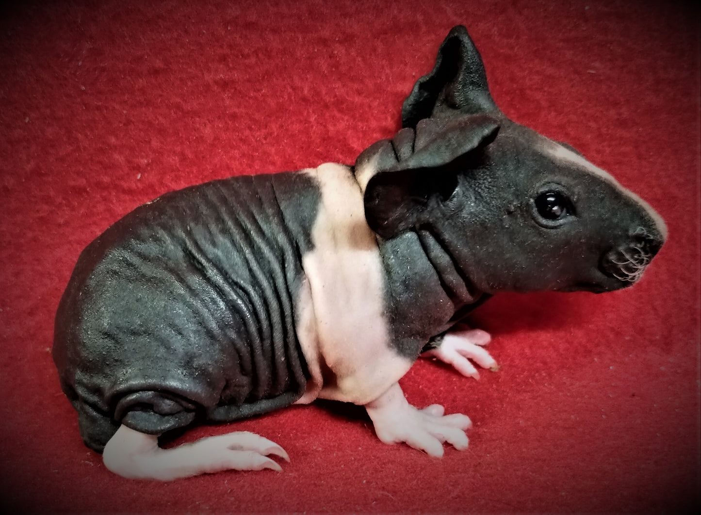 L#10 Skinny Pig B/W Boar $65 DOB 7-2-23 Ready Date 8-2-23 AVAILABLE