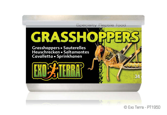 Exo-Terra Grasshoppers Reptile Food