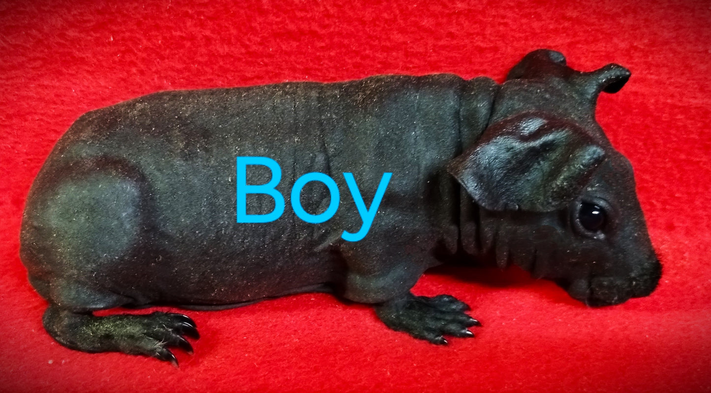 Skinny Polydactyl B/W Boar DOB 7-2-23 $150 Ready Date 8-2-23 AVAILABLE