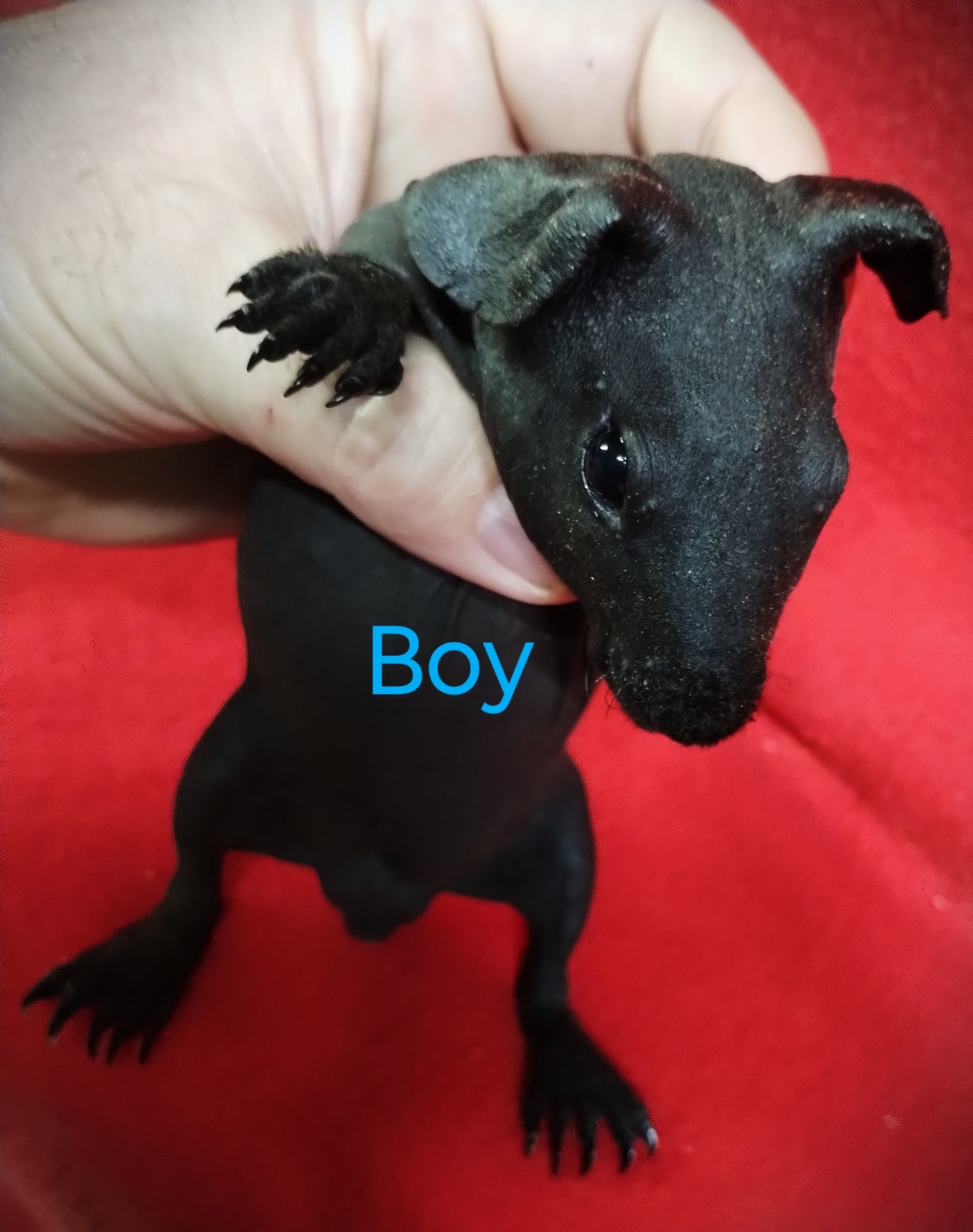 Skinny Polydactyl B/W Boar DOB 7-2-23 $150 Ready Date 8-2-23 AVAILABLE