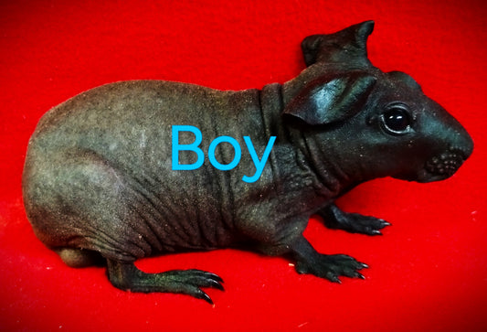 L# 21 Black Baldwin Boar #3 $160 DOB 10-2-23 Ready Date 11-10-23 AVAILABLE