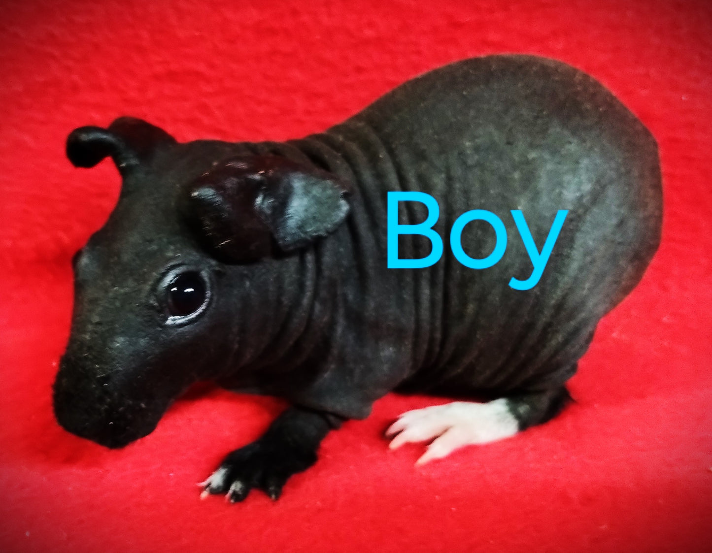 L# 45 Skinny Pig B / W Skinny Boar $65 DOB 10-15-23 Ready Date 11-16-23 AVAILABLE