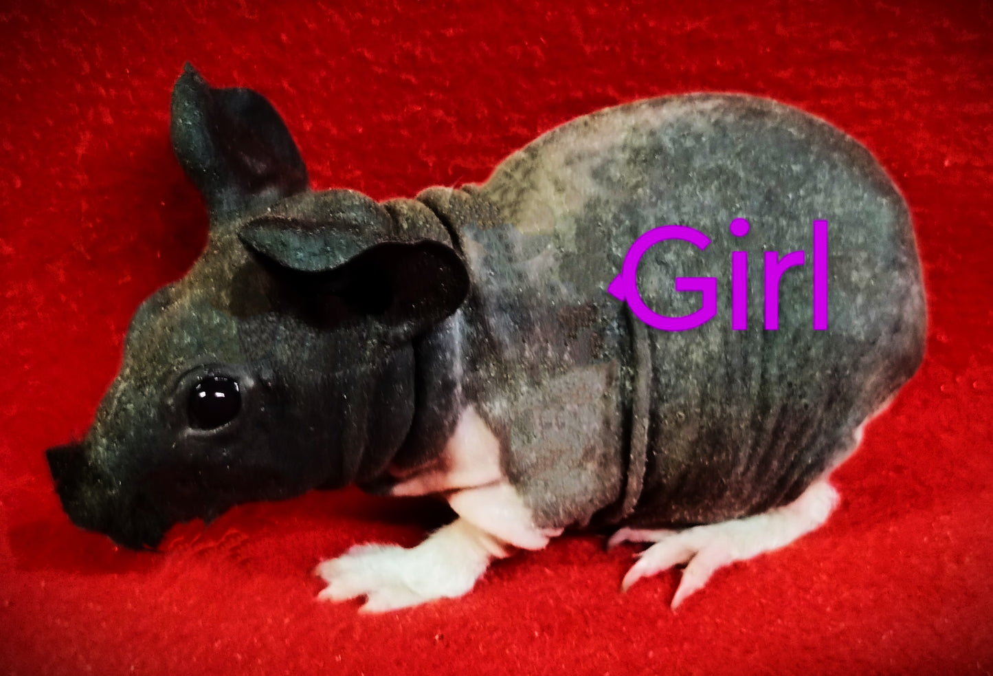 L# 45 Skinny Pig B / W Skinny Sow $65 DOB 10-15-23 Ready Date 11-16-23 AVAILABLE