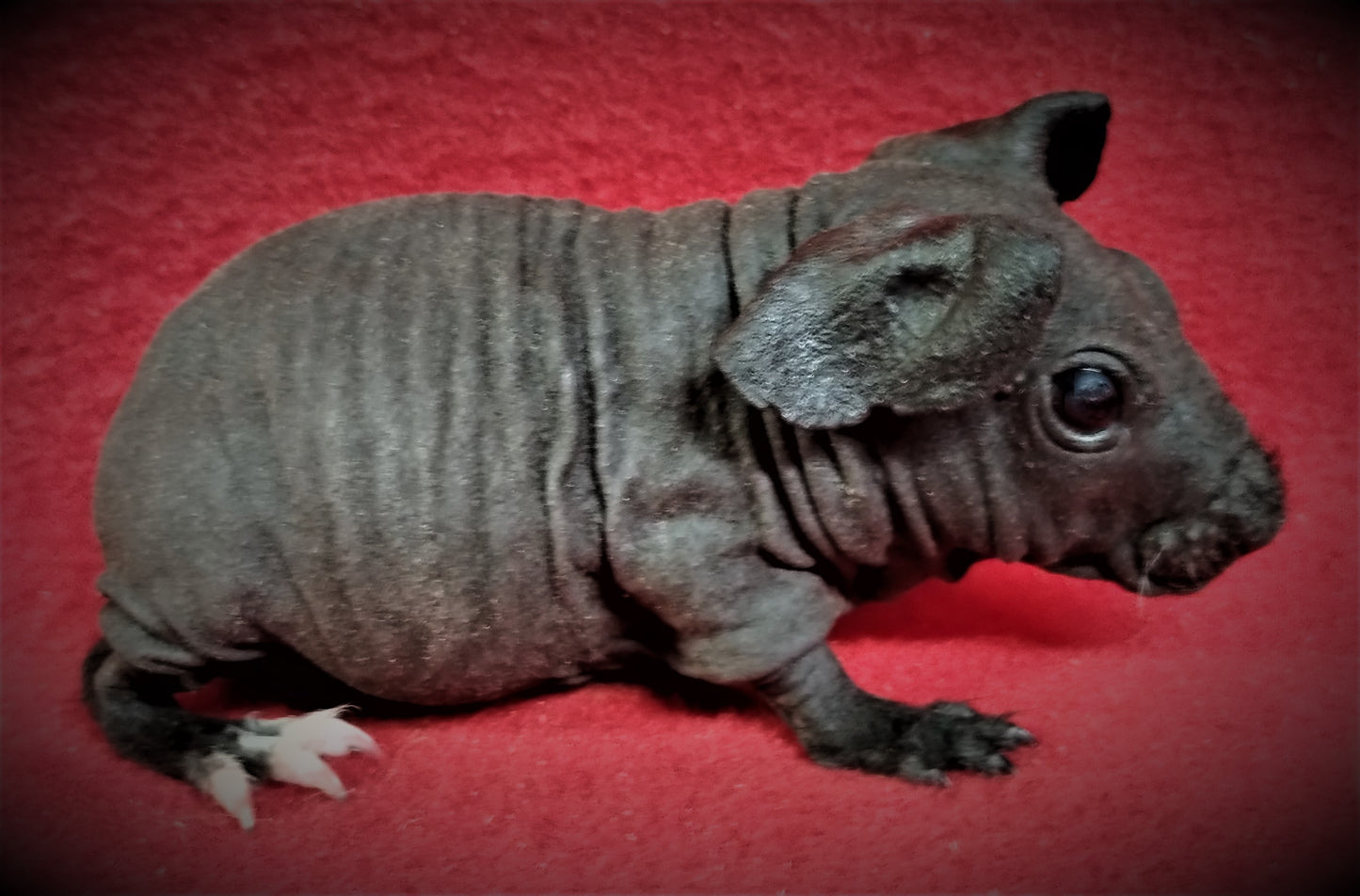 L# 7 Skinny Boar Black and White DOB 6-13-23 $70 Ready Date 7-20-23 SOLD