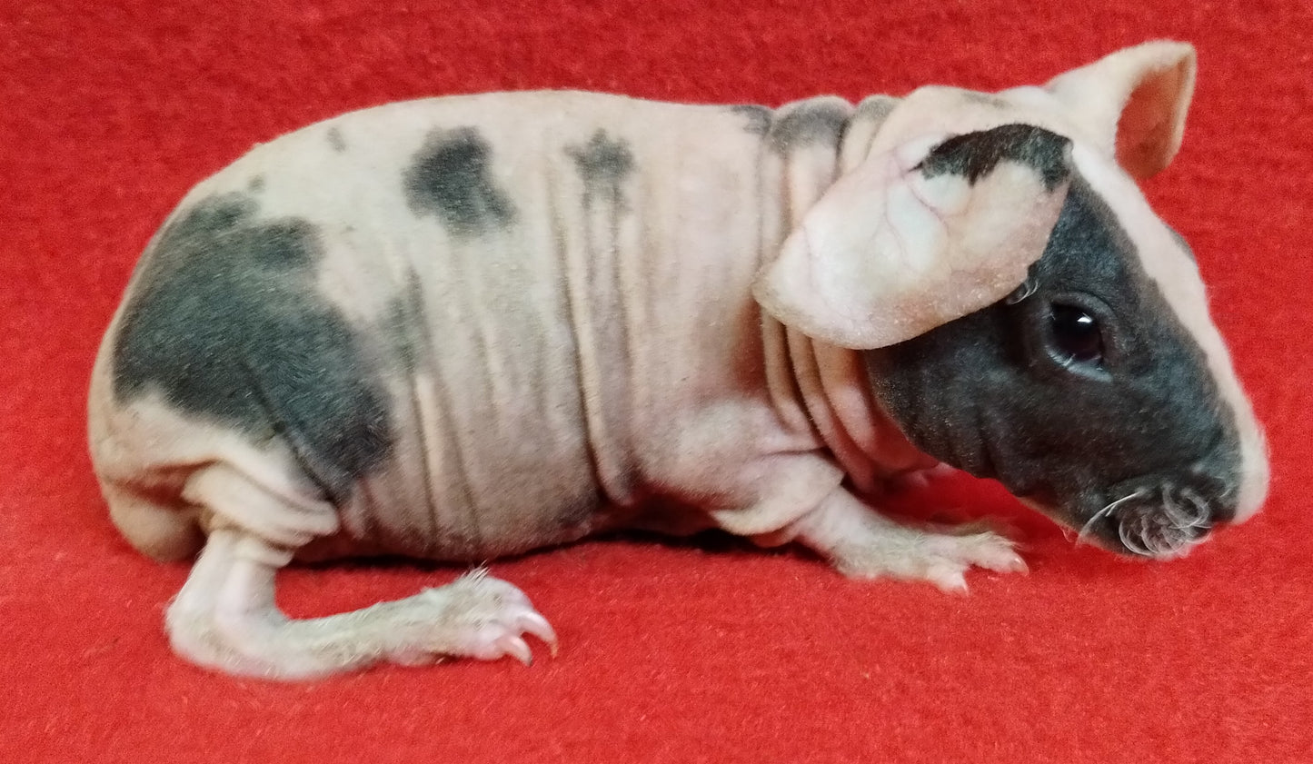 L# 7 Skinny Dal Sow $85 DOB 6-13-23 Ready Date 7-20-23 AVAILABLE