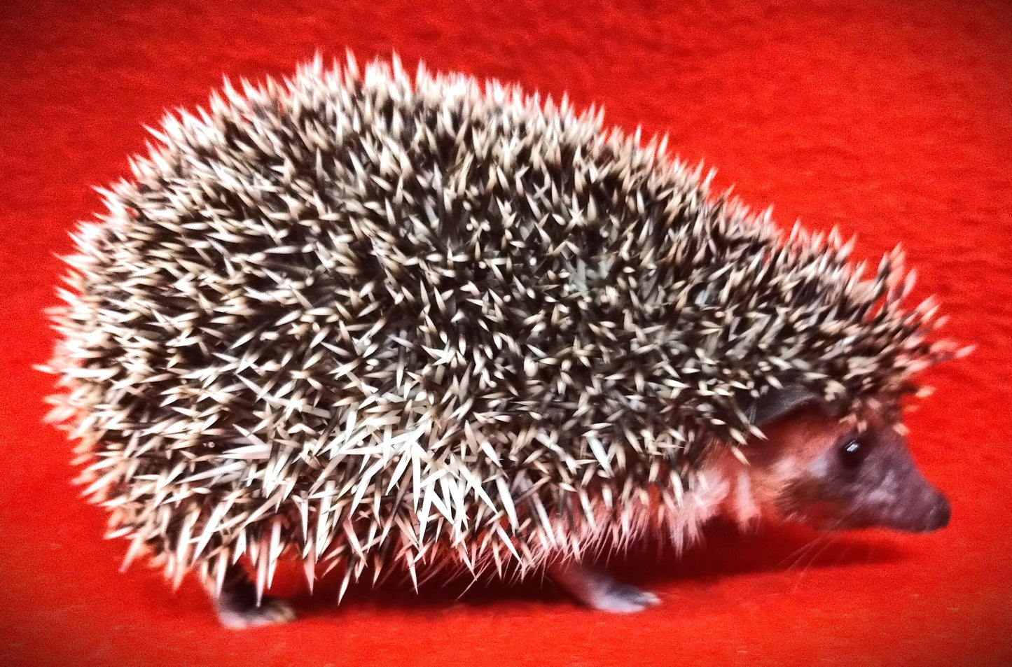 L# BL #2 Black Algerian Sow #3 $160 DOB 10-18-23 Ready Date 12-1-23 Available