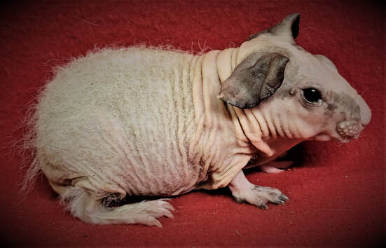 L#26 Baldwin Sow #4 DOB 11-12-22 $165 Ready Date 12-16-22 SOLD