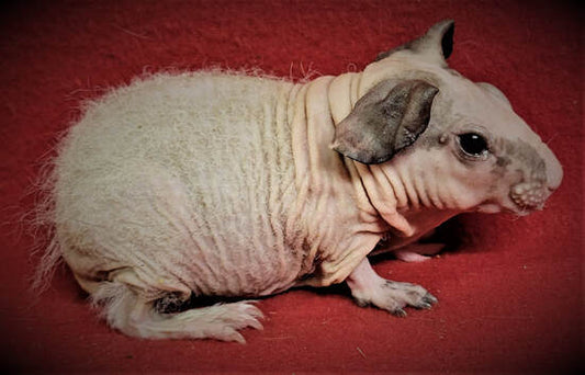 L#26 Baldwin Sow #4 DOB 11-12-22 $165 Ready Date 12-16-22 SOLD