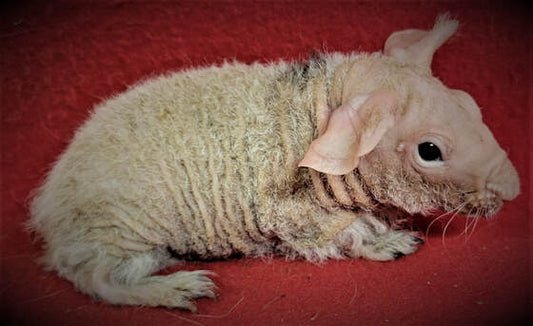 L#33 Baldwin Dal Boar #2 DOB 9-14-22 $135 Ready Date 10-18-22 AVAILABLE