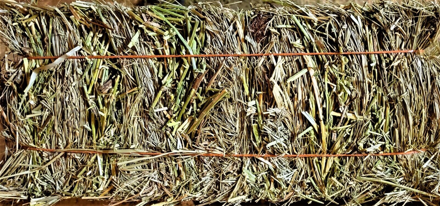 Alfalfa and Orchard grass and Clover mixed Mini Bales 46 oz.
