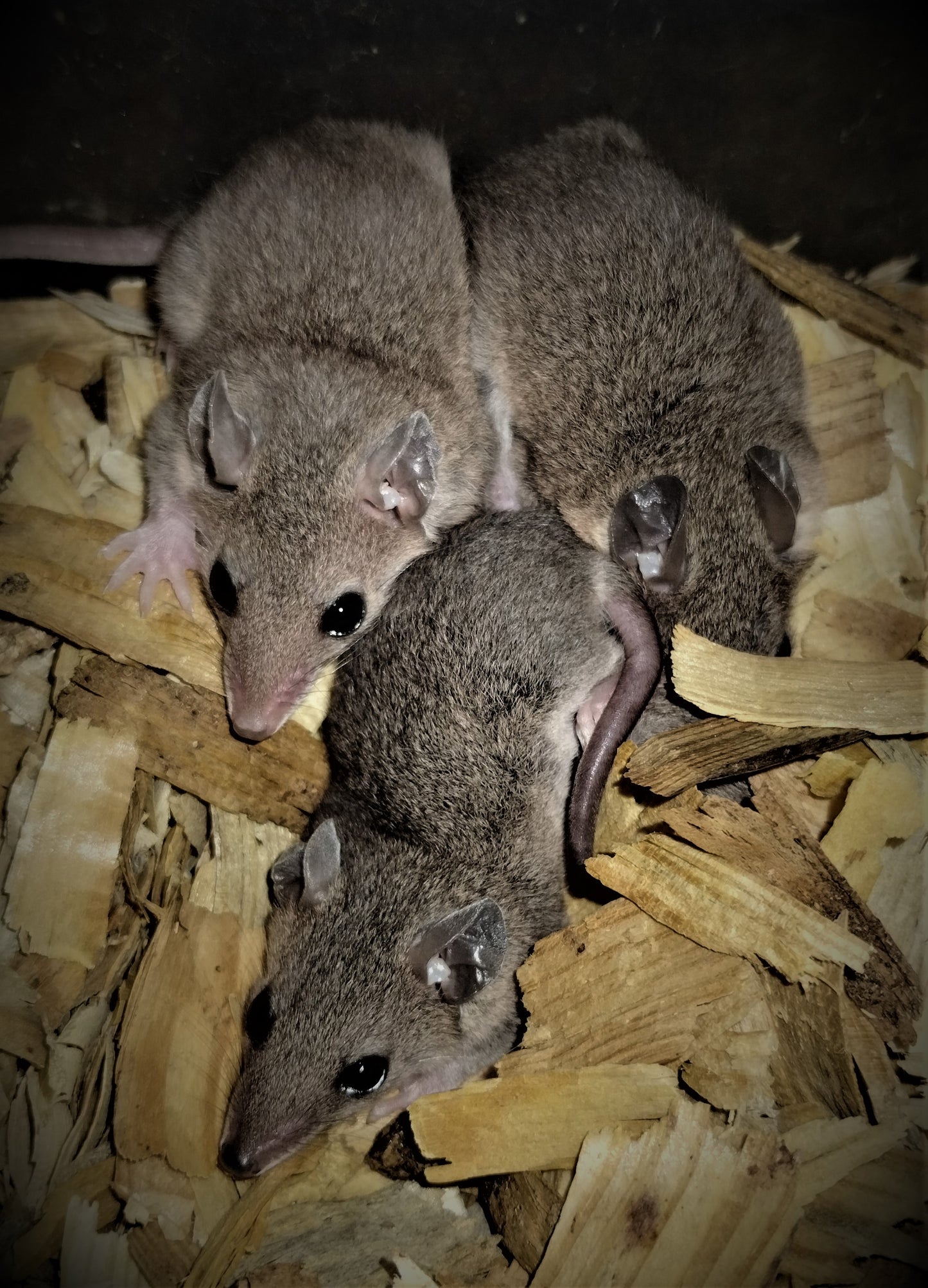 Brazilian Short Tailed Opossums