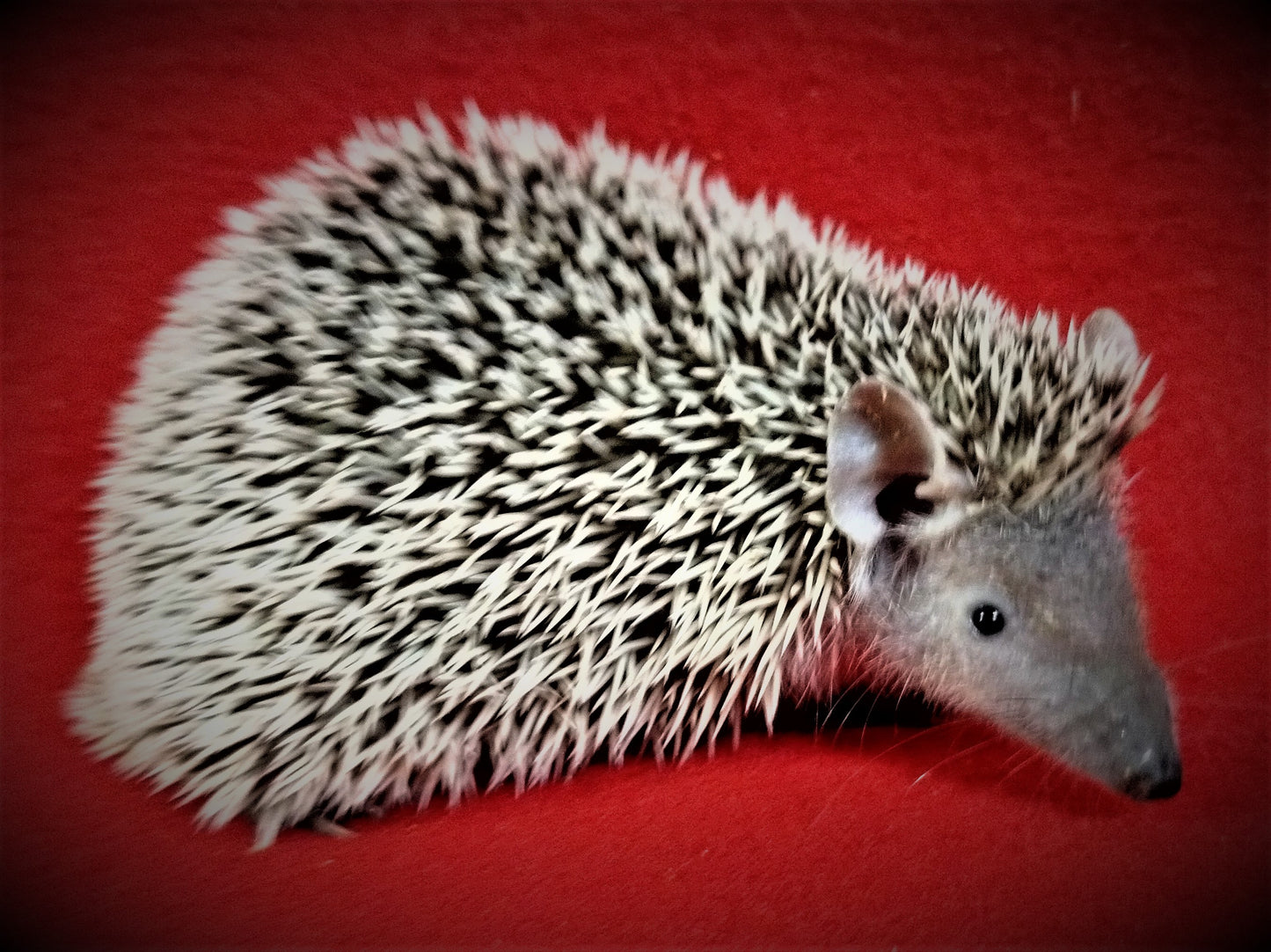Lesser Tenrecs