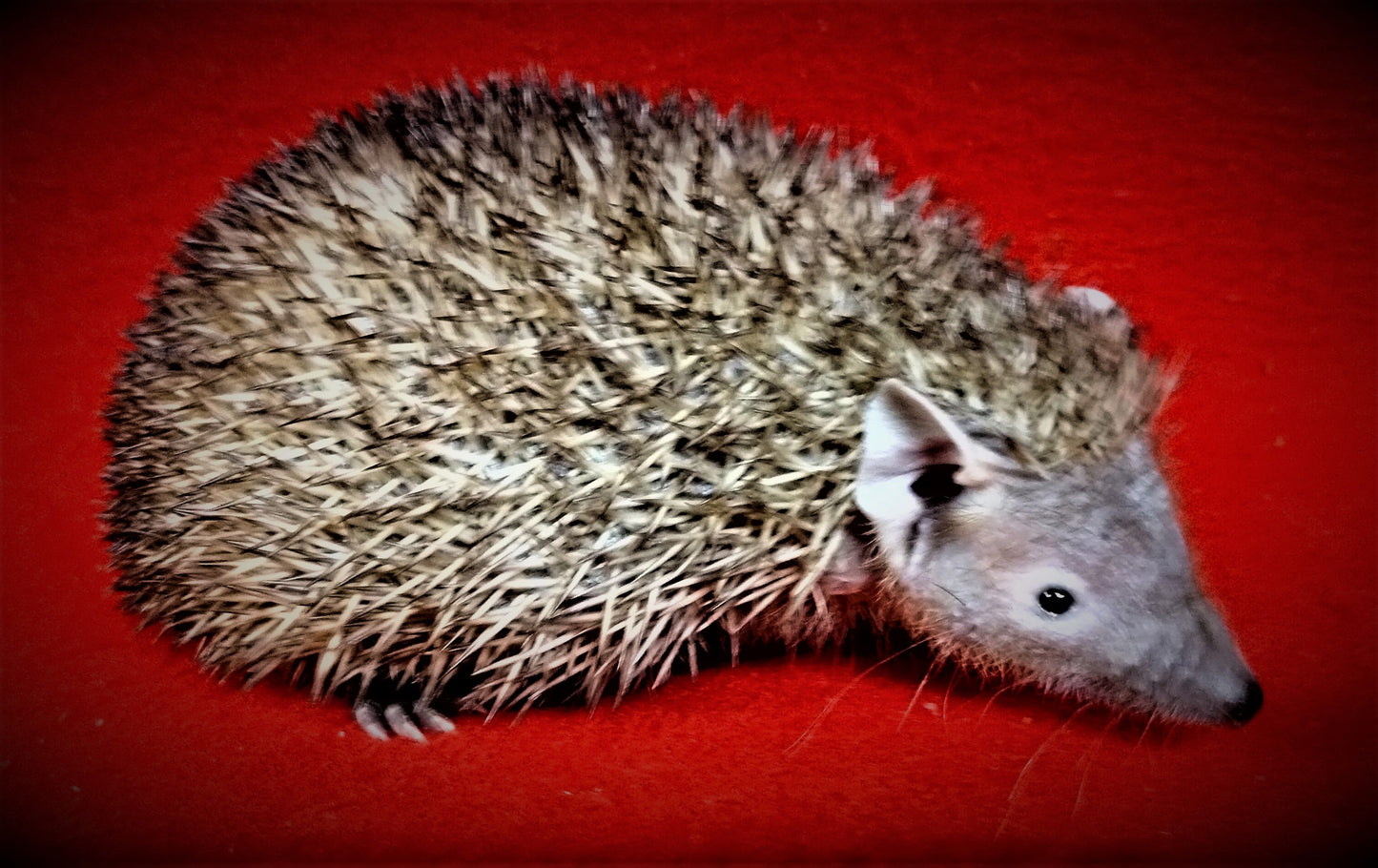 Lesser Tenrecs