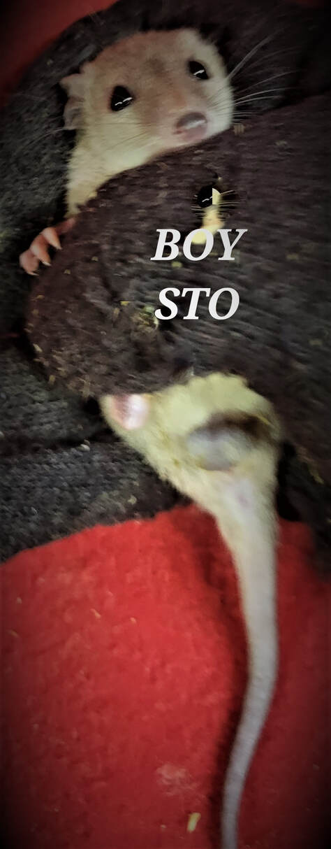 Brazilian Short Tailed Opossums