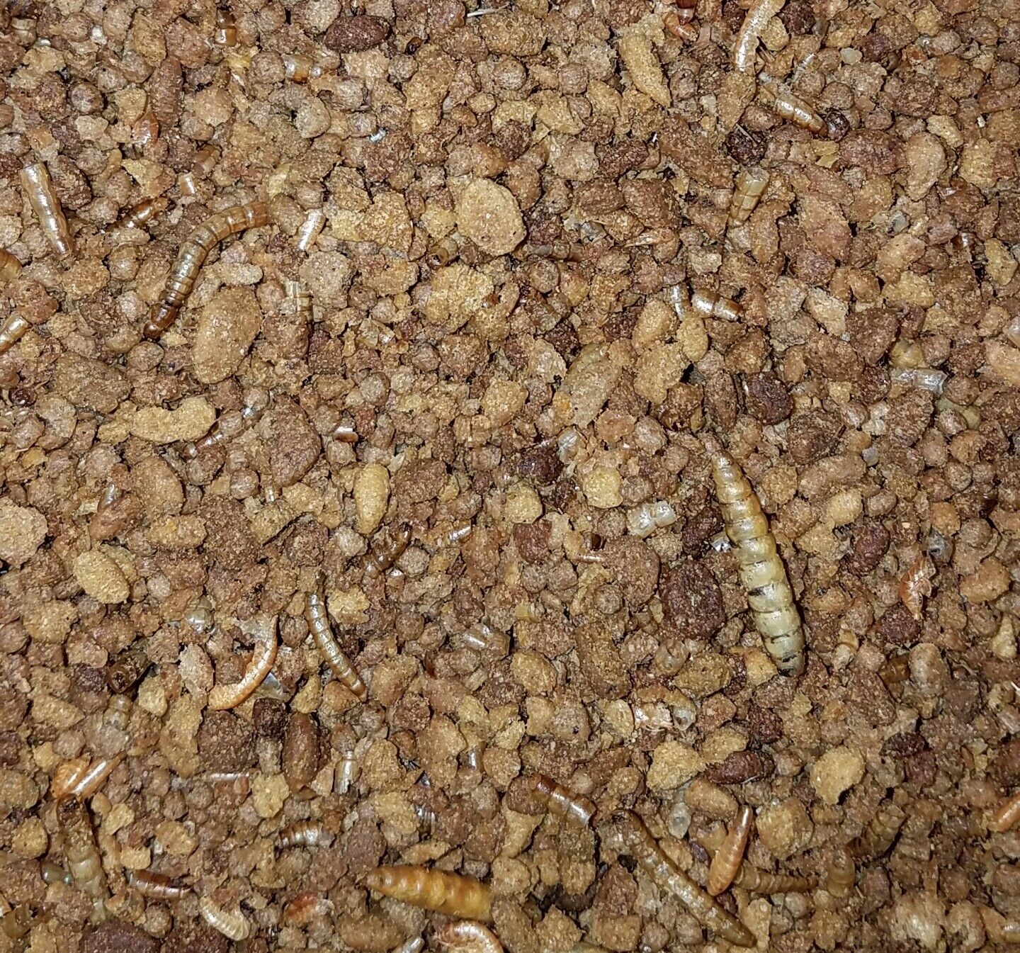 Hedgehog and Sugar Glider Granulated Staple Diet 8 oz.- 80 oz.