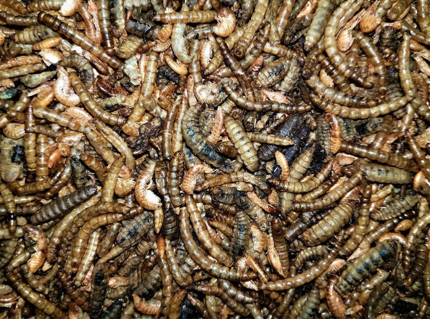 Insectivore treat