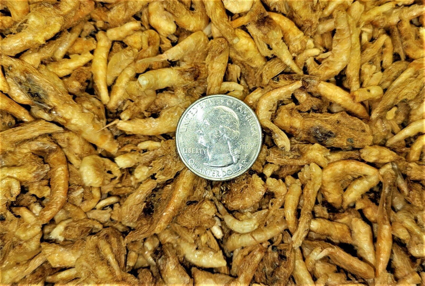 Krill, Freeze Dried Krill for ALL Fish, Koi, Turtles 3/4"- 1.5" 2 oz - 16 oz.