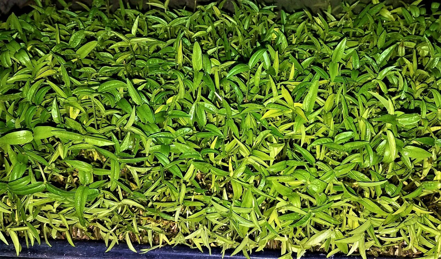 Mung Beans