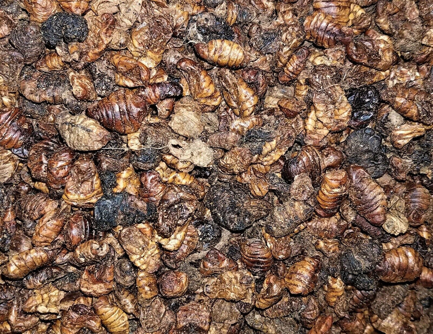 Silkworm Pupae Freeze Dried 1 oz.-16 oz.