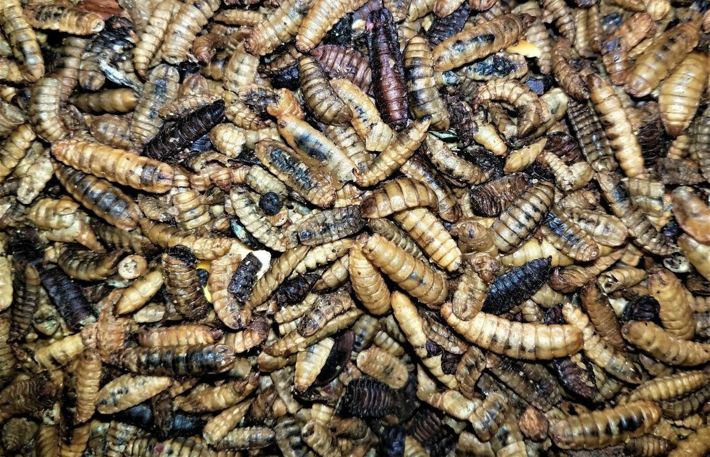 Black Soldier fly Larvae Dry treat