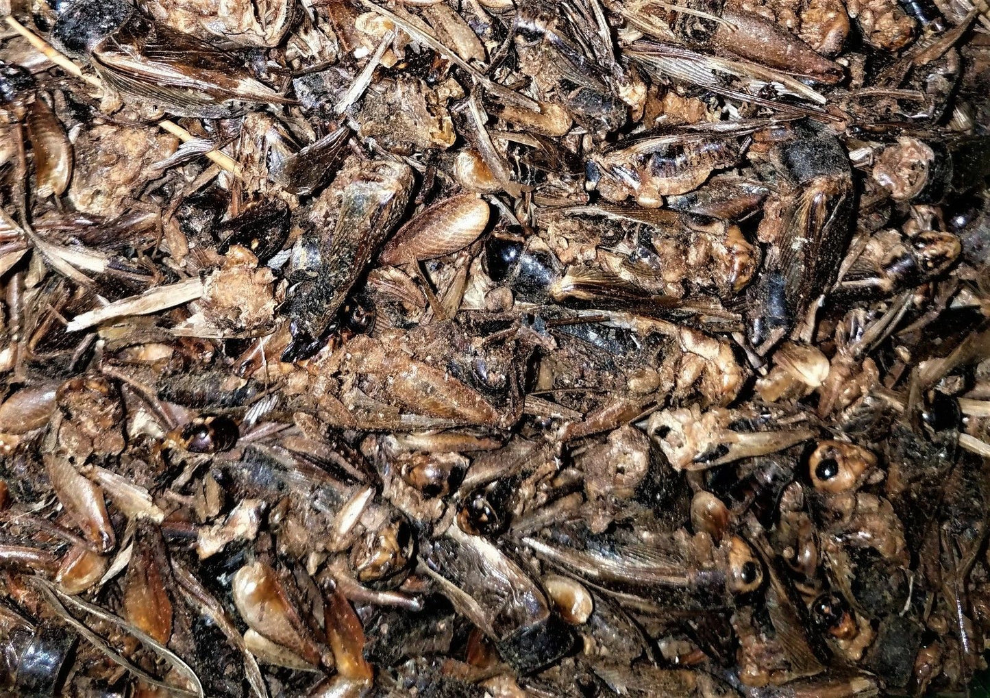 Dried Crickets for Sugar Glider Hedgehog, Turtles and Tortoises 56 g.- 448 g