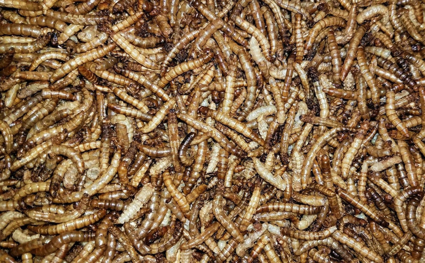 Dry Mealworms