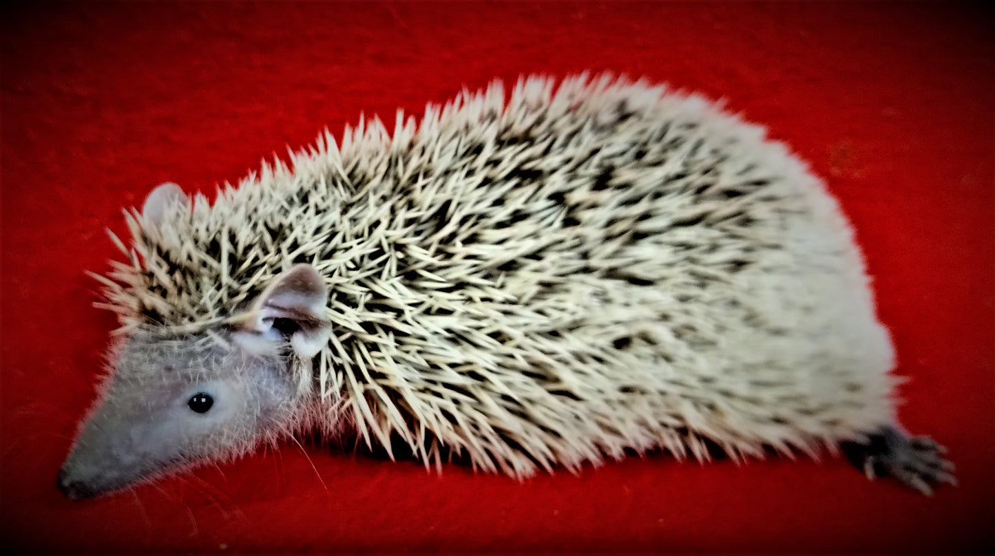Lesser Tenrecs