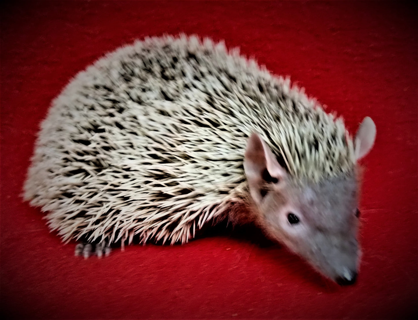 Lesser Tenrecs