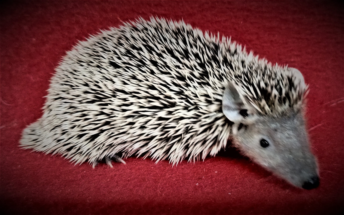Lesser Tenrecs