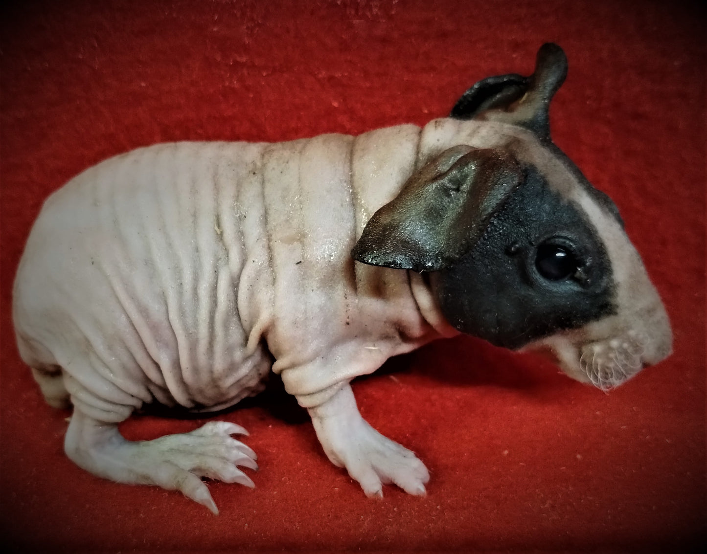Skinny Polydactyl Guinea Pig