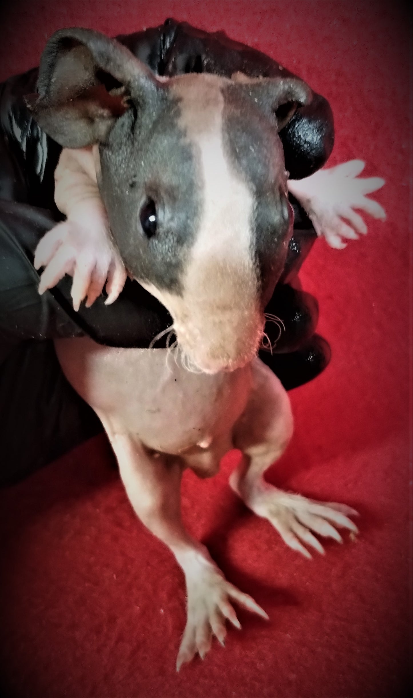 Skinny Polydactyl Guinea Pig