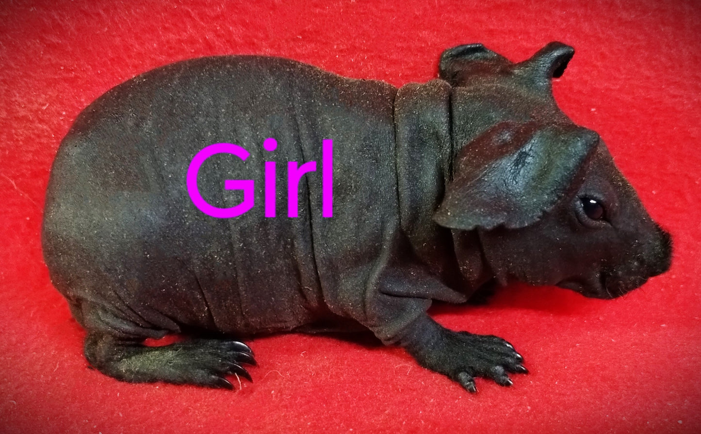 SL# 12 Polydactyl Black Sow $100 DOB 10-7-23 ready Date 11-15-23 AVAILABLE