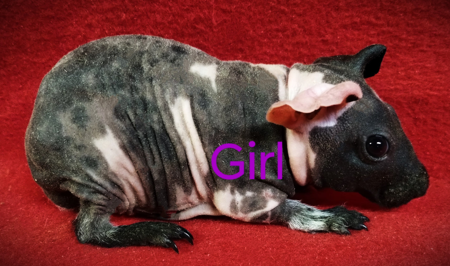 L# 22 Skinny Pig Dal Sow DOB 10-4-23 $75 Ready Date 11-11-23 Available