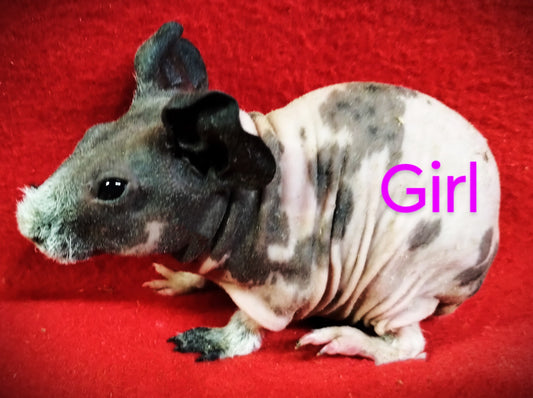 L# 22 Skinny Pig Dal Sow #2 DOB 10-4-23 $75 Ready Date 11-11-23 AVAILABE