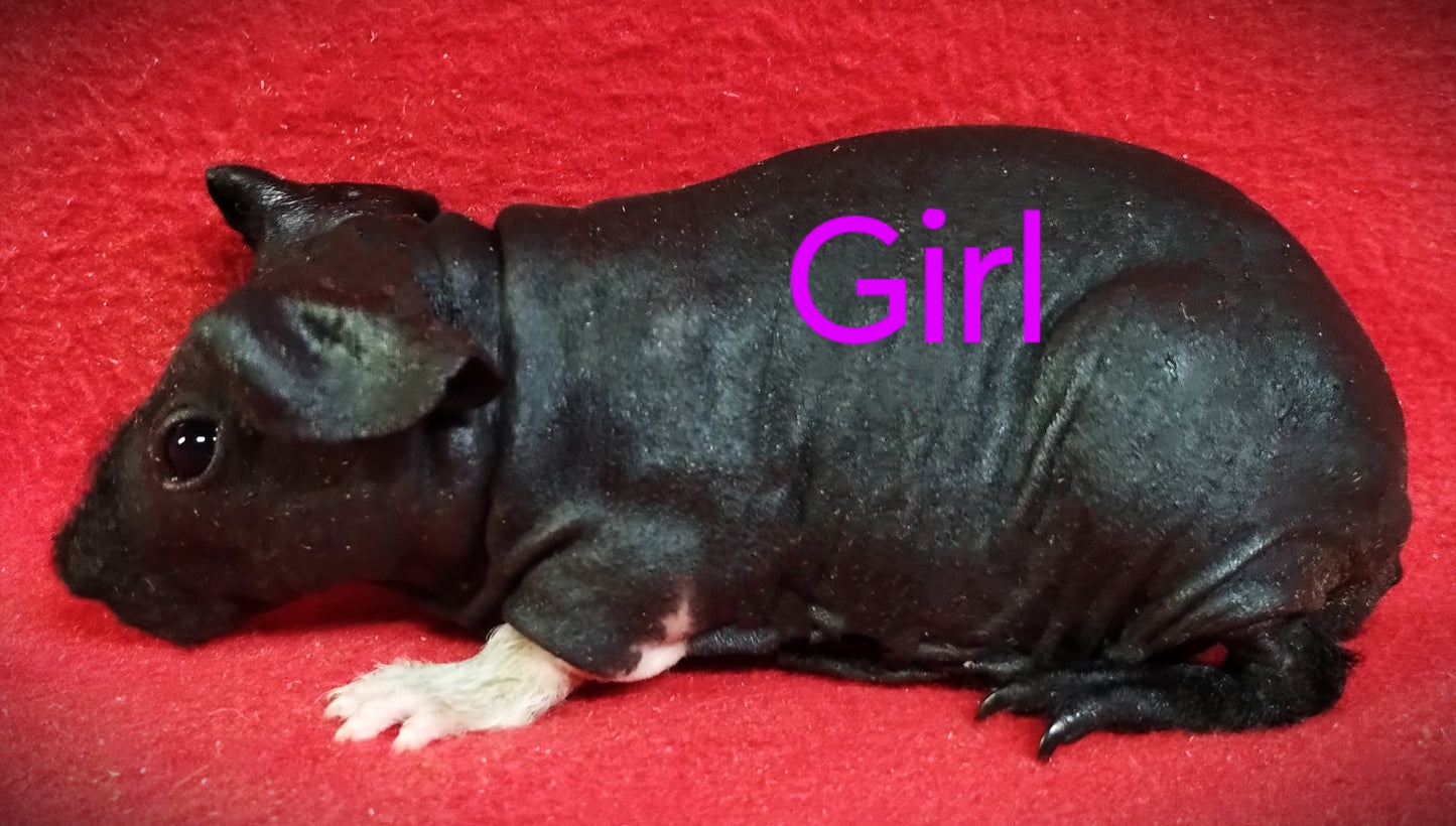 L# 45 Skinny Pig B/W Skinny Sow #2 $65 DOB 10-15-23 $65 Ready Date 11-16-23 AVAILABLE