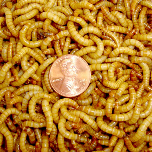 Live Mealworms .5-1"