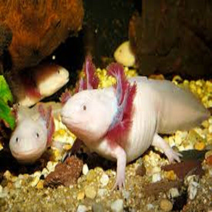 Axolotl 3/16" Soft Moist Sinking Pellets for Axolotls, Snails. Rangen 3/16"