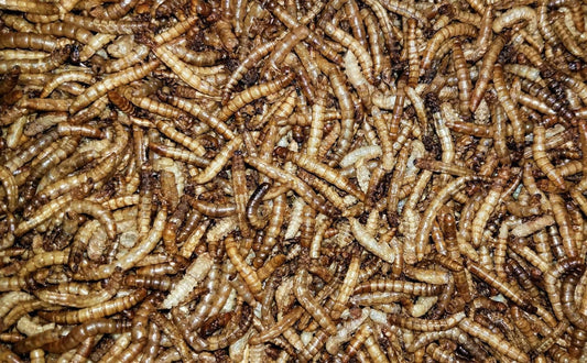 Dry Mealworms