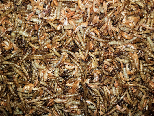 Dry Mealworms and Shrimp