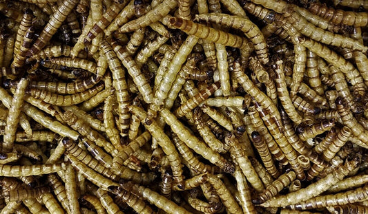 Dry Superworms for Reptiles,Chickens Birds,Hedgehogs,Sugar Gliders,Insectivores