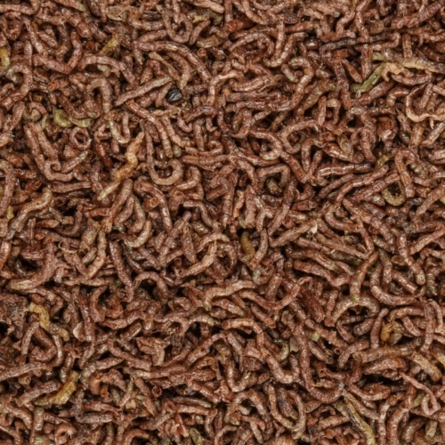 Blood Worms Grade A 14G-224G