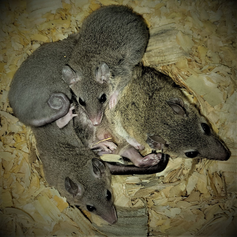 Brazilian Short Tailed Opossums